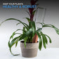 Ceramic Terracotta Self Watering Spikes – Automatic Plant Watering System for Indoor & Outdoor Plants