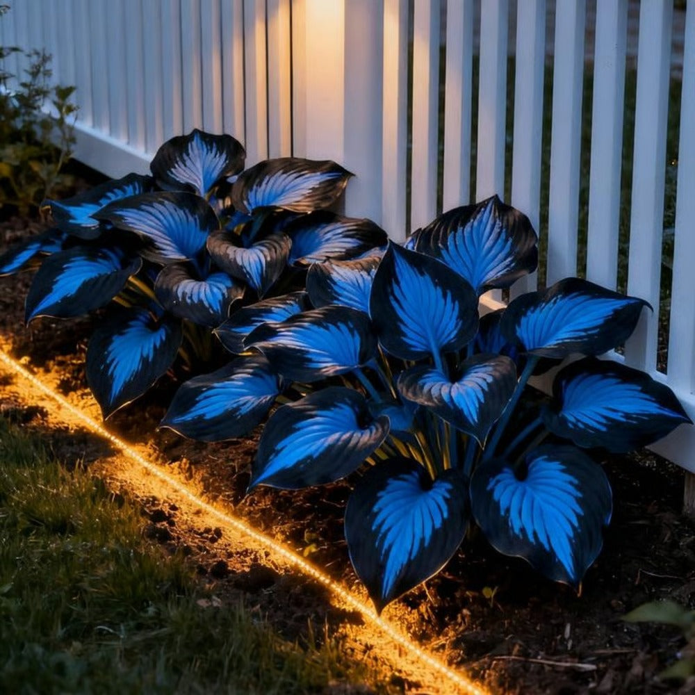 Hosta Seeds Perennial Shade Plant for Garden