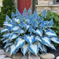Hosta Seeds Perennial Shade Plant for Garden