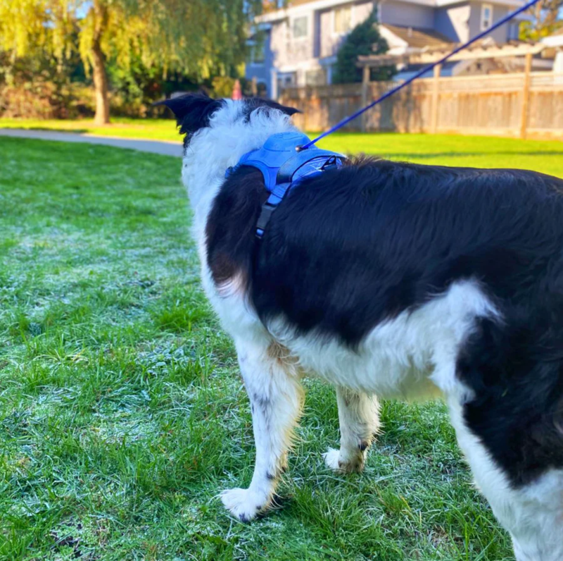 DoggyKings™ 3 in 1 Dog Harness with Built-In Leash