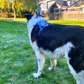 DoggyKings™ 3 in 1 Dog Harness with Built-In Leash