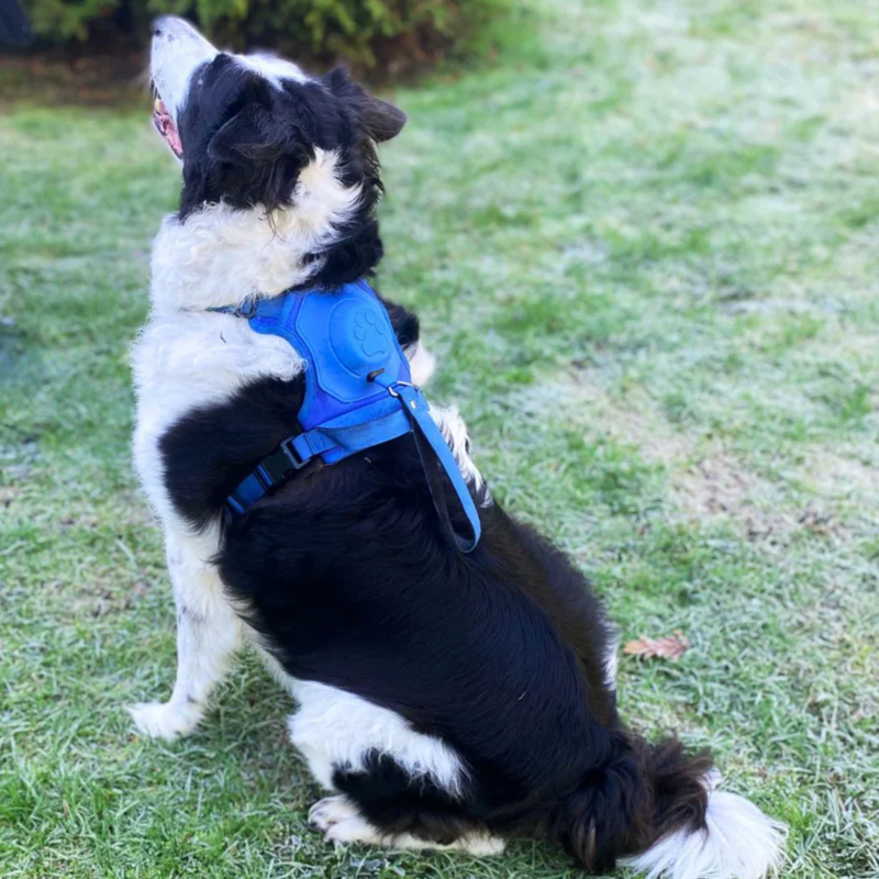 DoggyKings™ 3 in 1 Dog Harness with Built-In Leash
