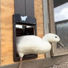 Automatic Chicken Coop Door