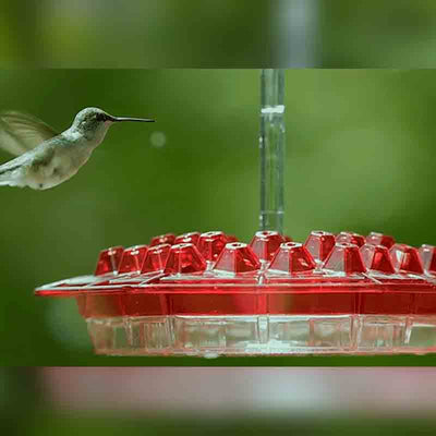 Mother's Sweety Hummingbird Feeder