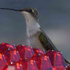 Mother's Sweety Hummingbird Feeder