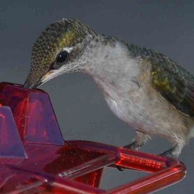 Mother's Sweety Hummingbird Feeder