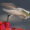 Mother's Sweety Hummingbird Feeder