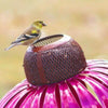 Sensation Pink Coneflower Bird Feeder