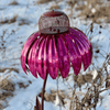 Sensation Pink Coneflower Bird Feeder