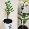 Single Plant Stem (10PCS)