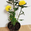 Single Plant Stem (10PCS)